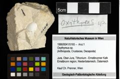 Foto (Objekt + Etiketten) von Oxythyreus sp. 